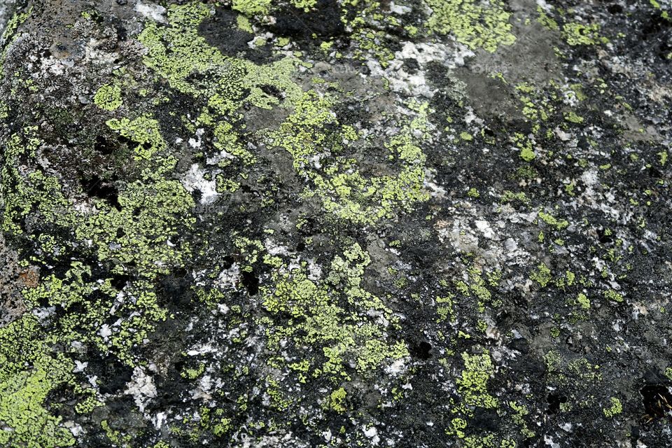 lichen on rock. background