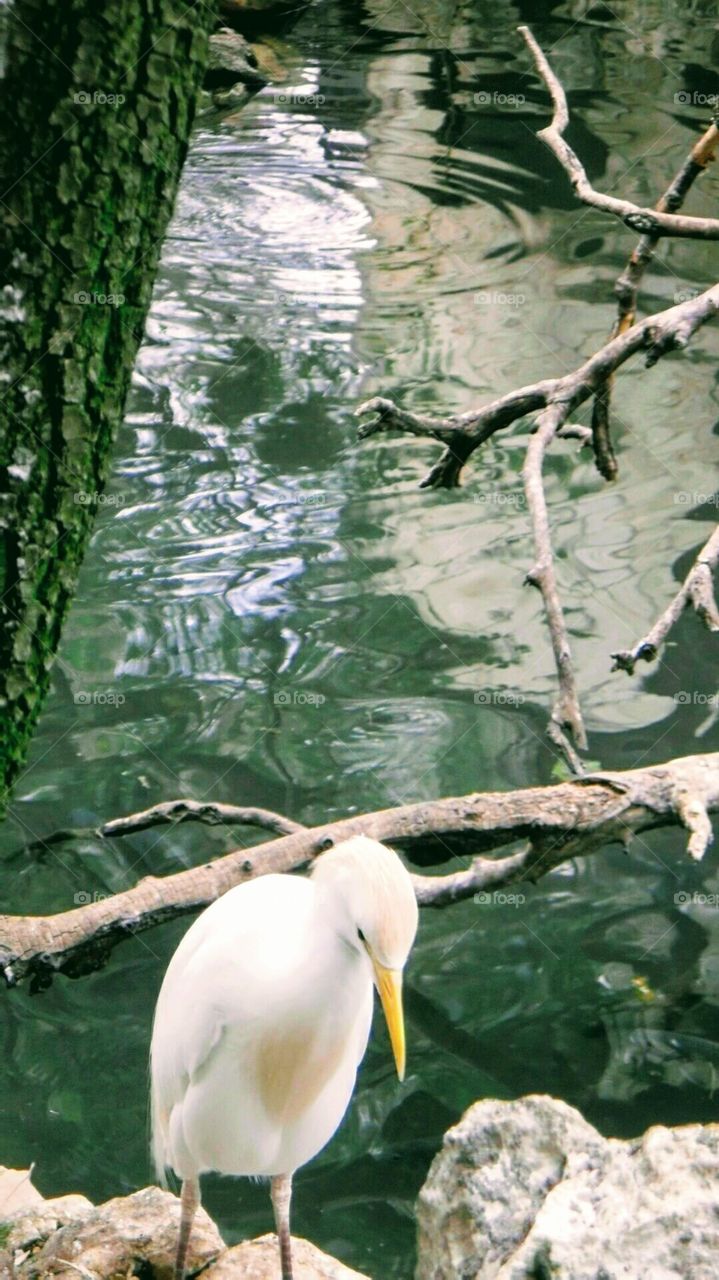 bird near water (heron)