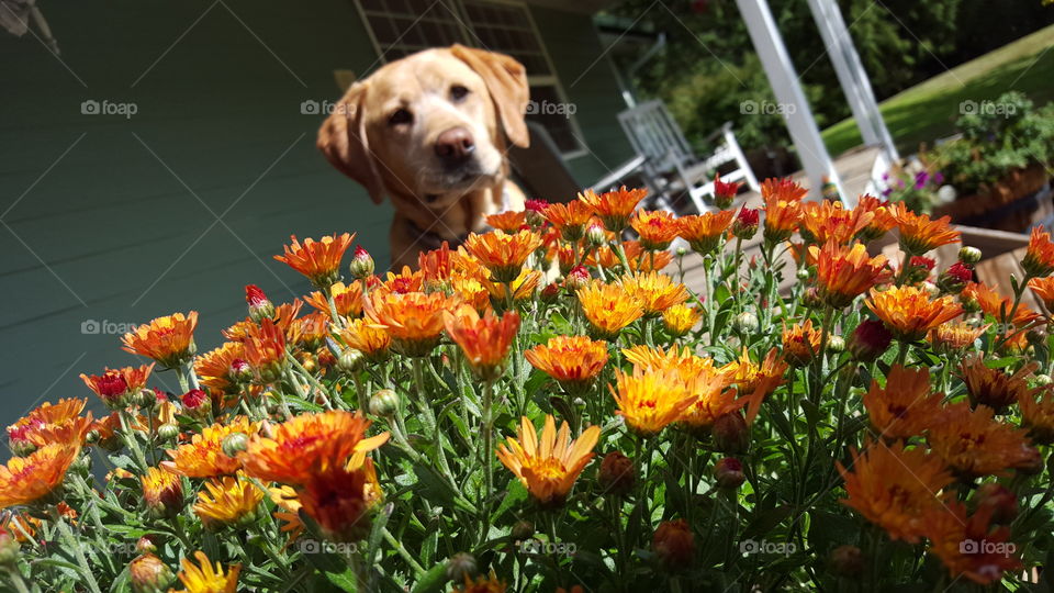 lab with fall flowers