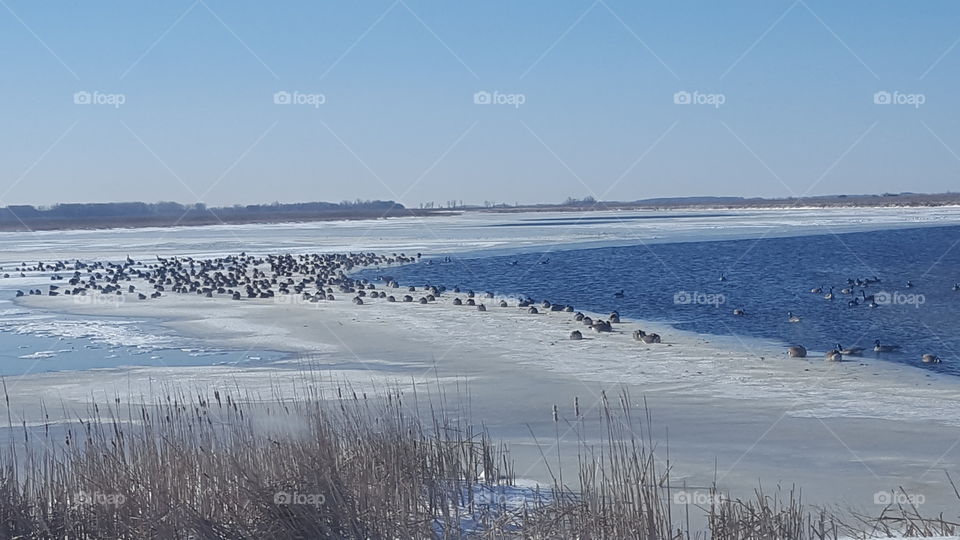 geese on the ice