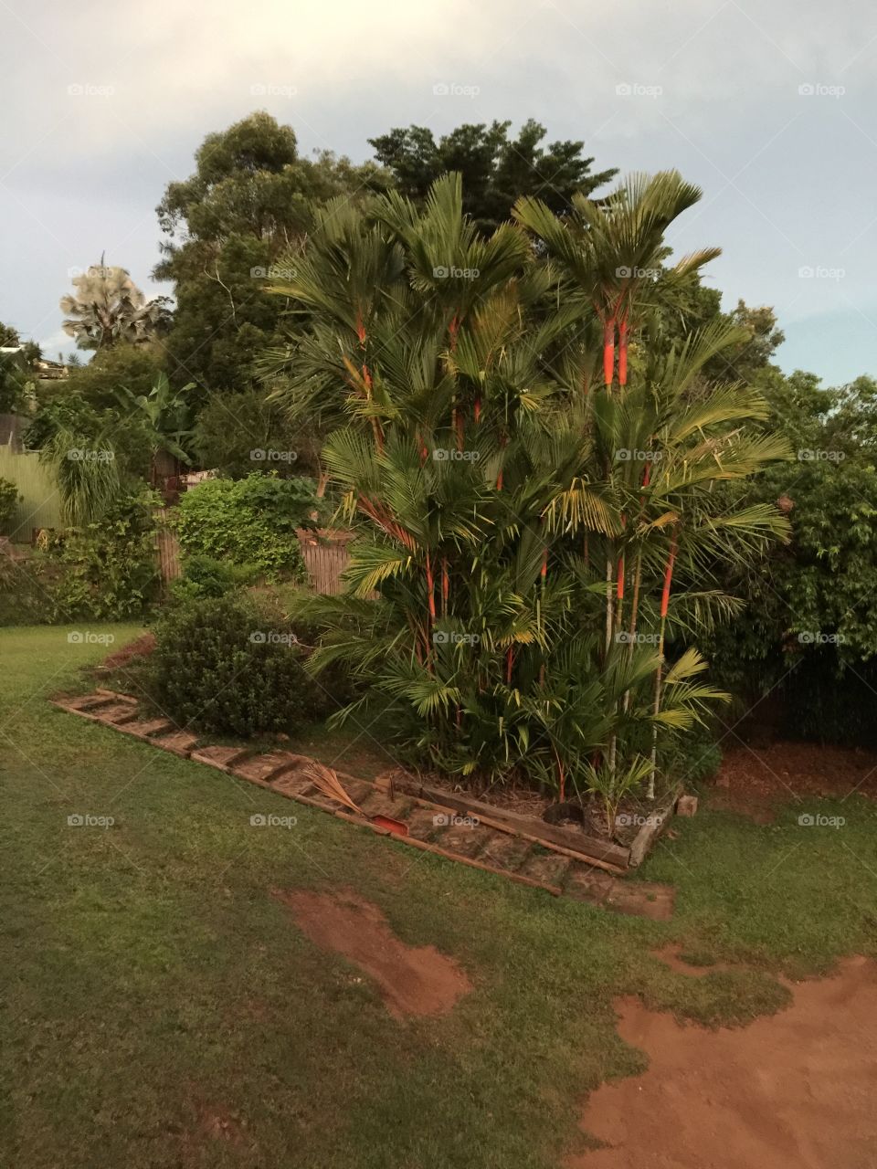 Palms in a landscape