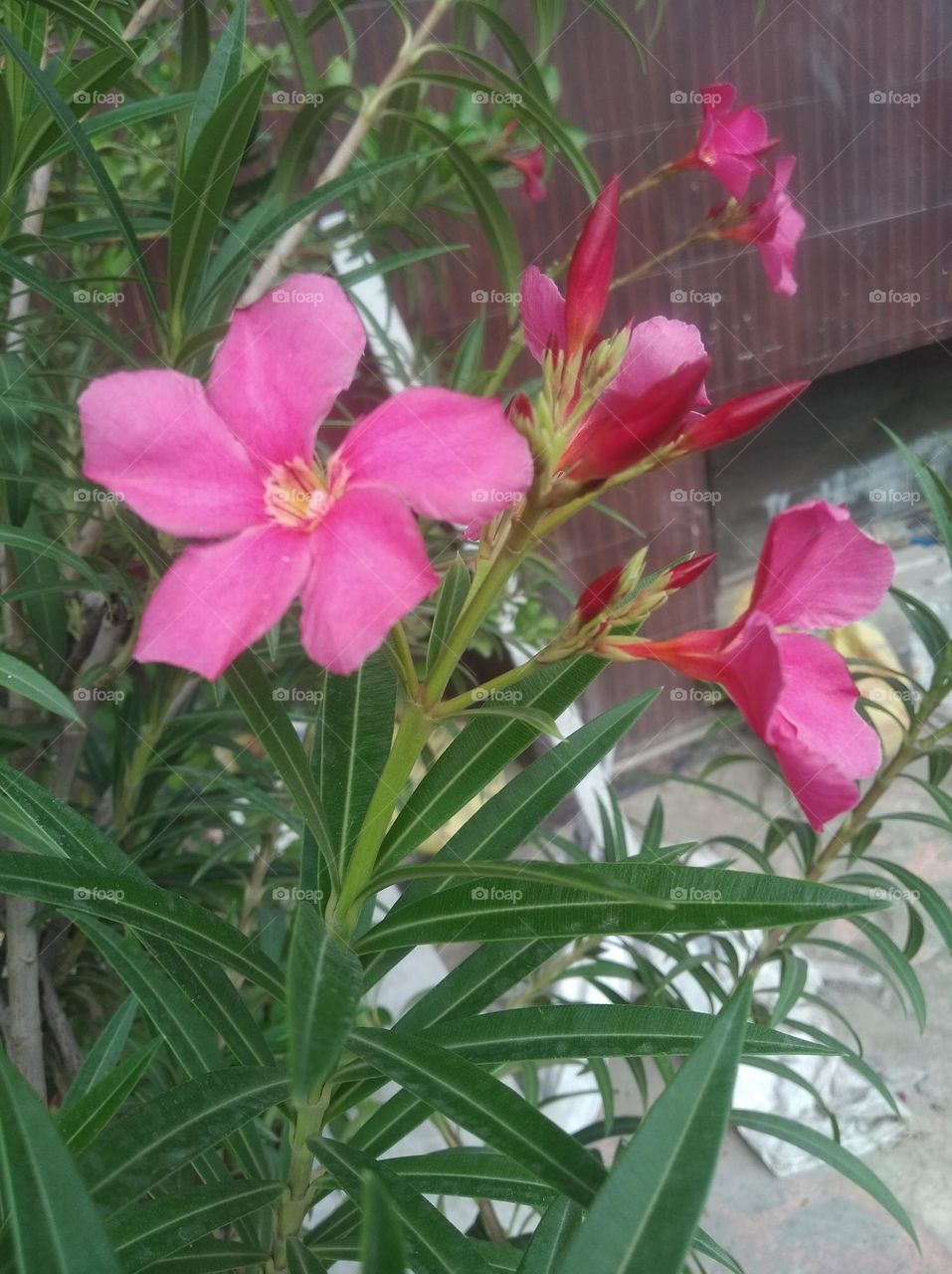 pink flower seasonal fresh shurb small size looks very beautiful generally found everywhere