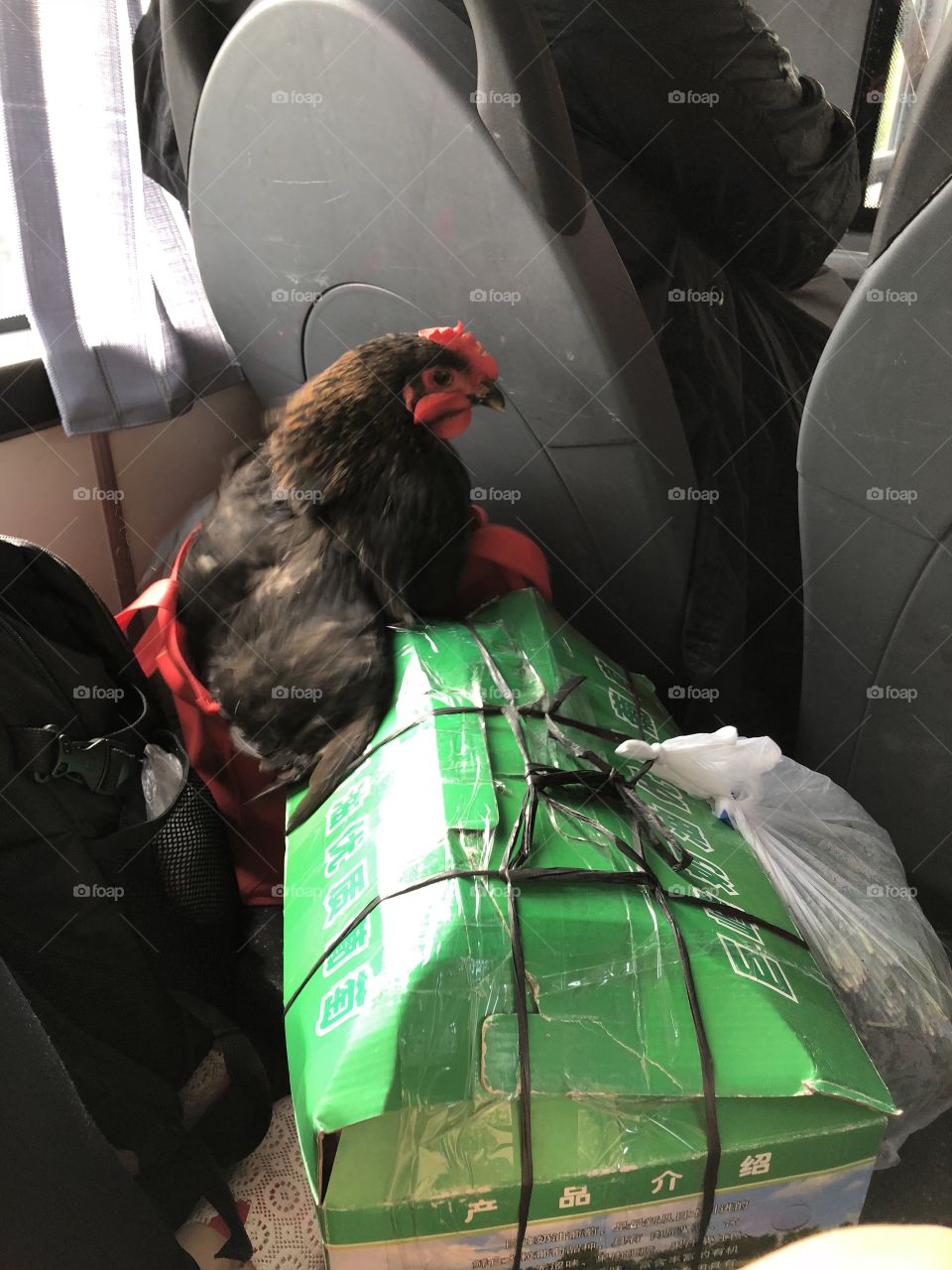 Chicken riding the bus to Shanghai.... are you surprised or is that the Norm... 
