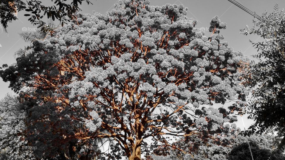 Ipê com muitas flores. Imagem editada em preto e branco com laranja. Caules em destaque.