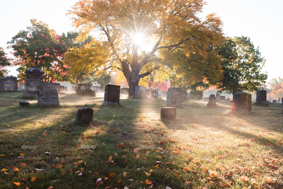 Sunlight shining through a tree in a graveyard