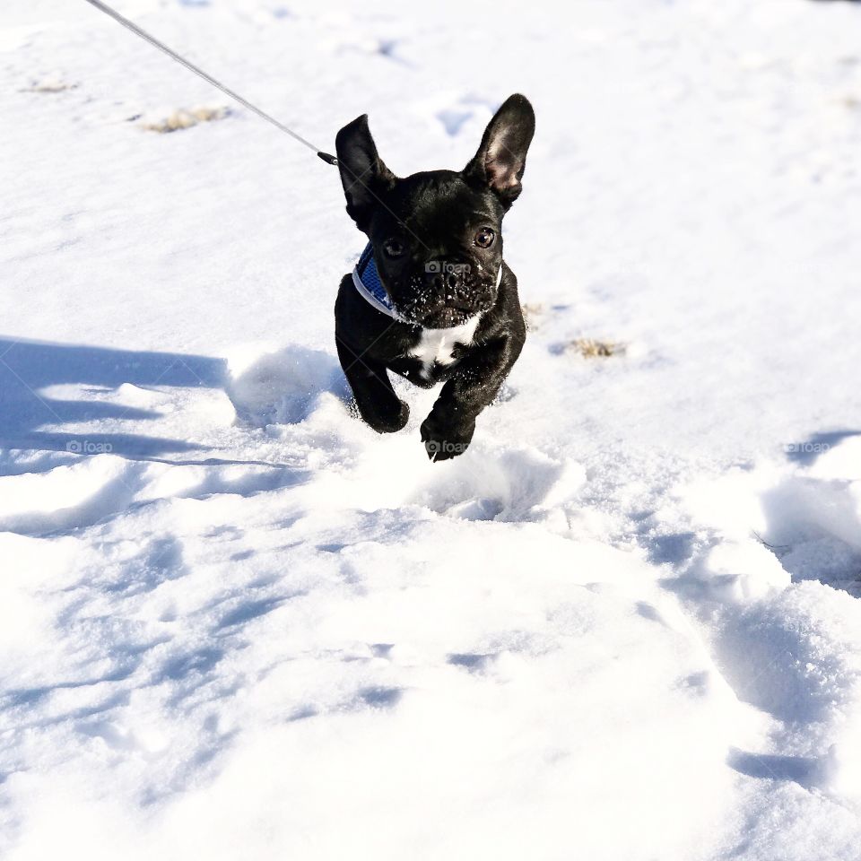 Running in the snow 