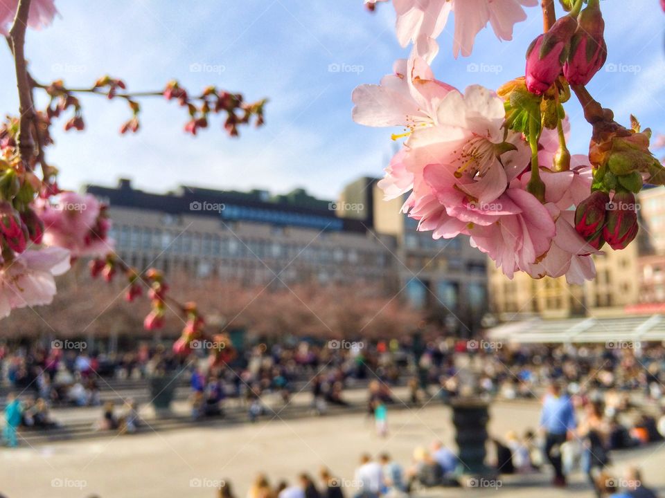 Kungsträdgården 