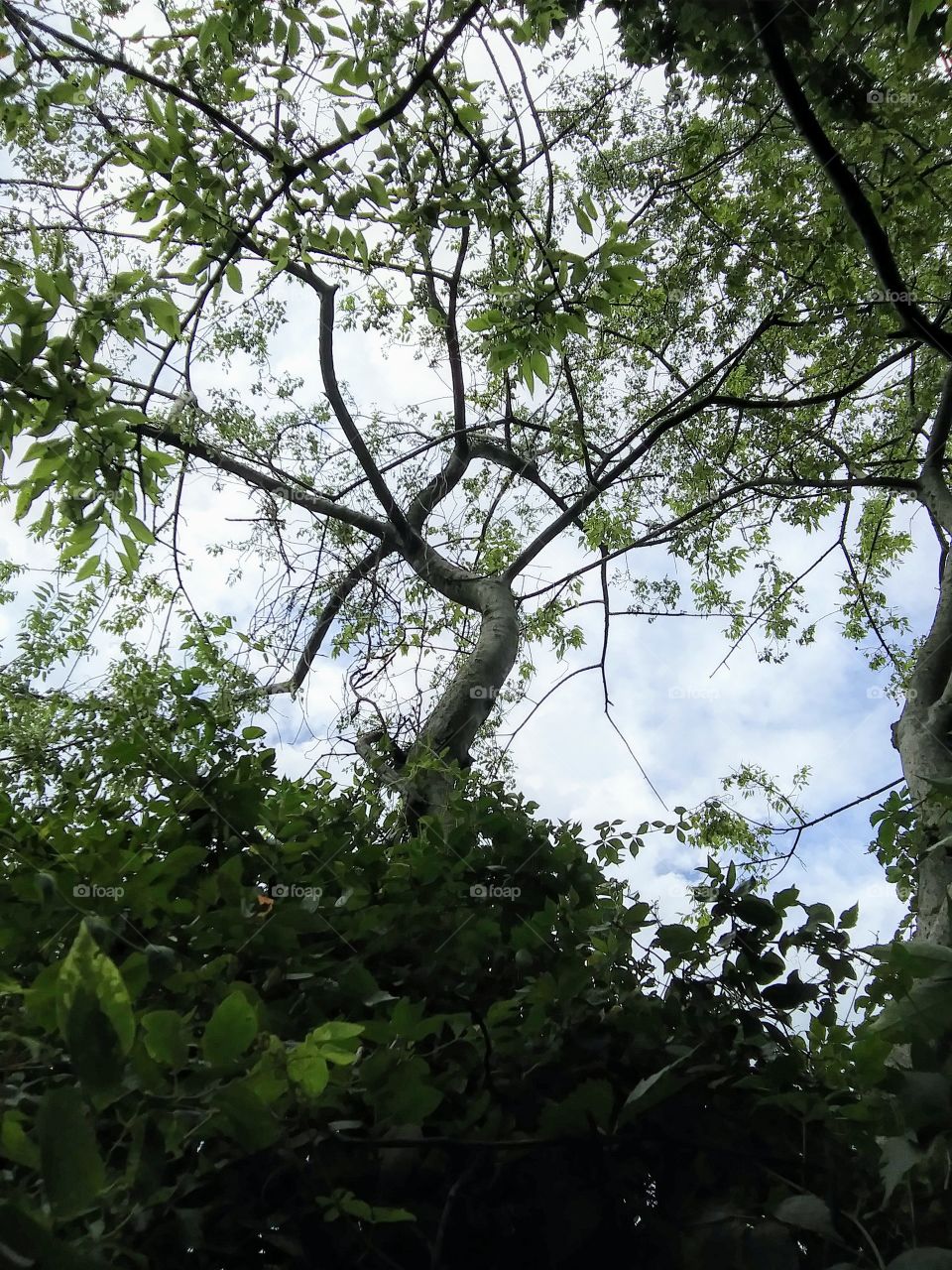 through the branches