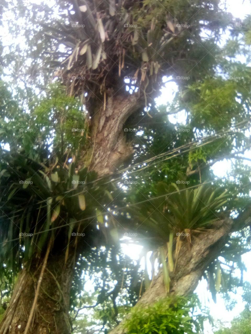 many people have never seen a tree like this one this is a mango thee that as  other plants growing on it