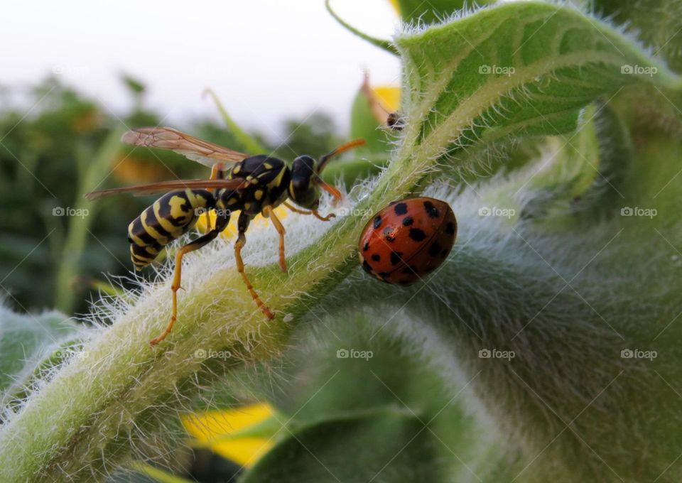 Ladybug trying to defend herself from furious wasp.
