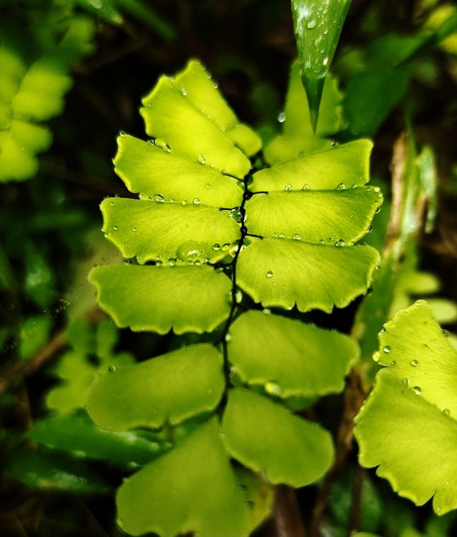 natures creation....green leaves in rainy season..🌱🌱