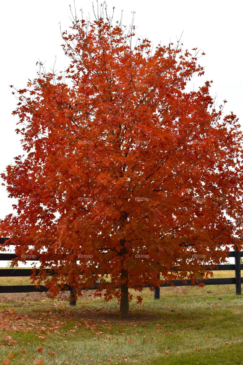 A bright red tree contrasts the black fence and gray sky