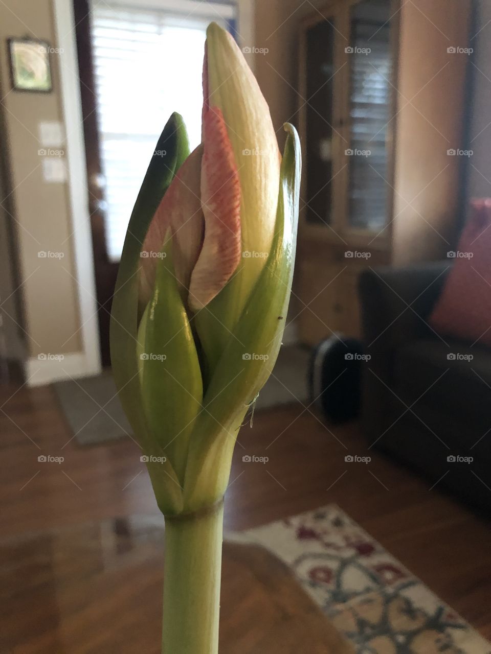 An amaryllis bud ready to bloom. 