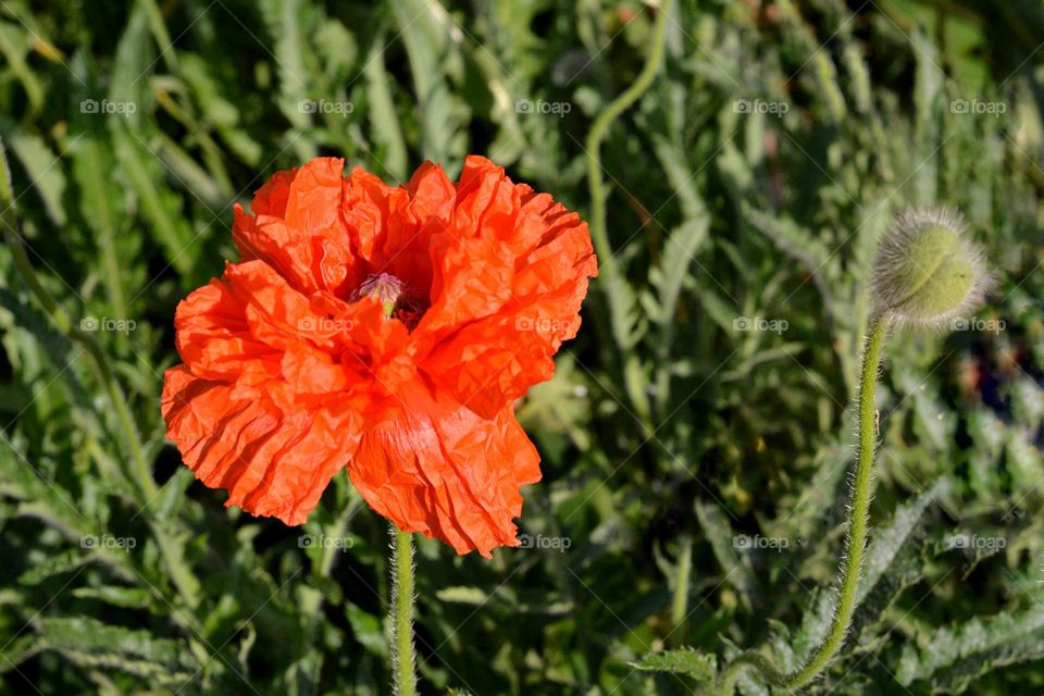 red ♥️ flower