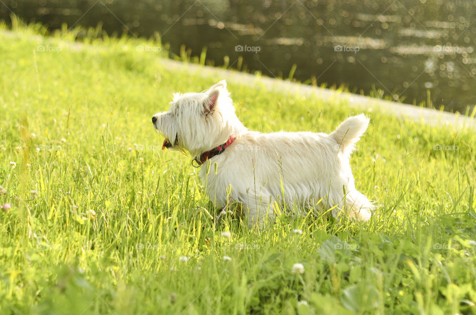 Dog in the park