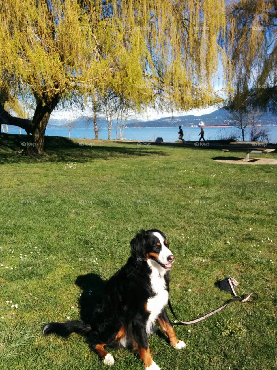 Bernese Mountain dog, Cassie, takes us on a tour along Jericho Beach during the summer in Vancouver, British Columbia.