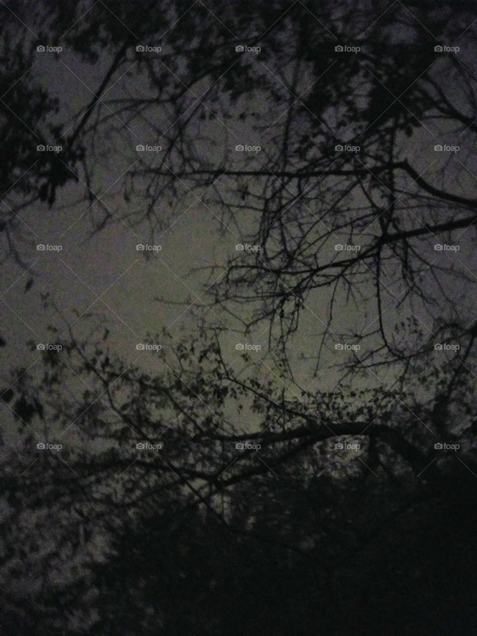 bare branches at night