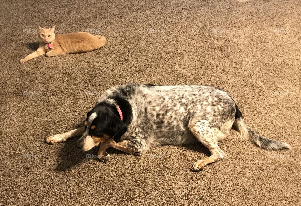 Best buddies dog Sadie and cat Trixy 