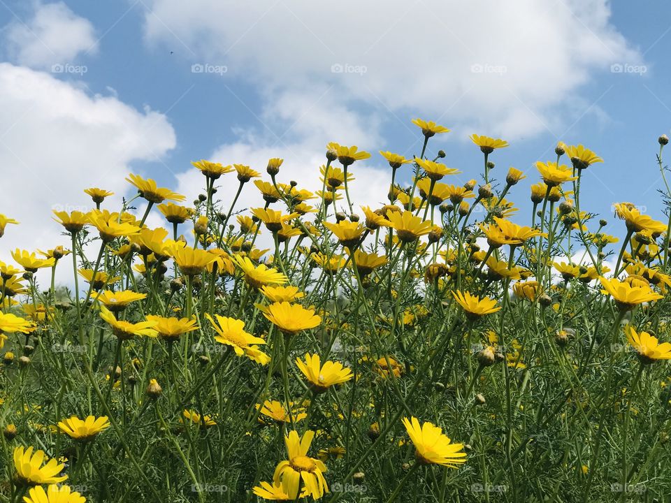 Beautiful yellow flowers in my town forest.