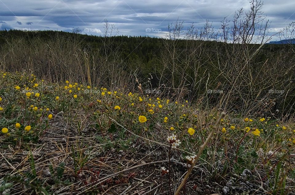 Yellow and White flowers on the hillside