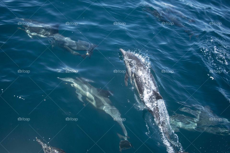 Dolphins swimming