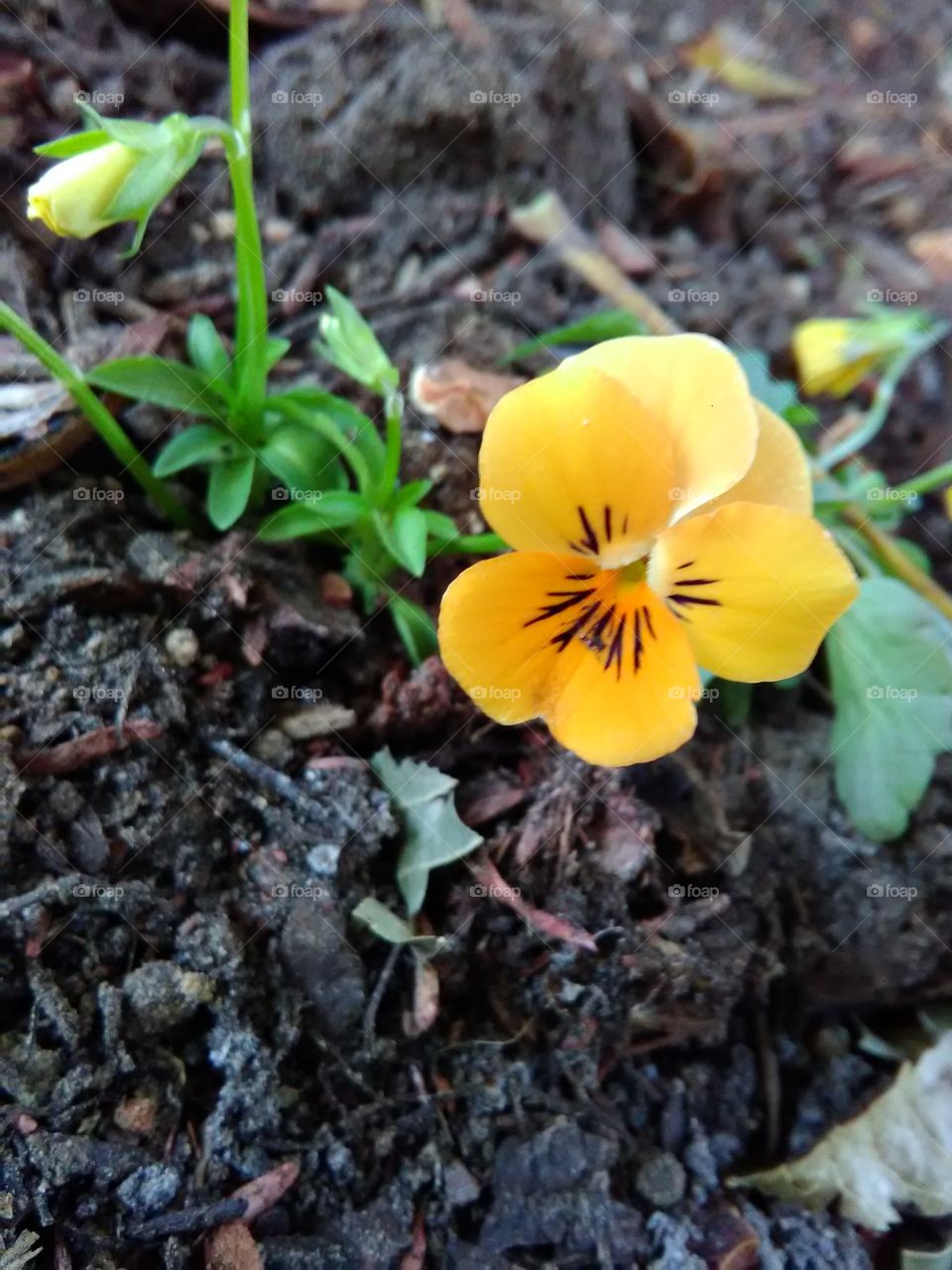 yellow Viola