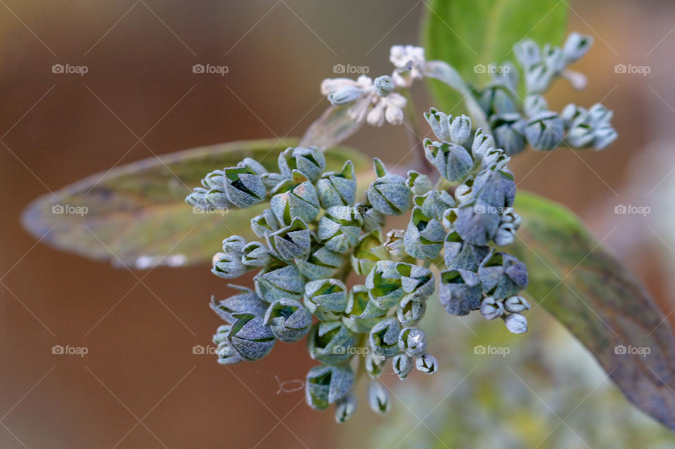 Macro shot of some tiny pale blue & green seed pods releasing seeds for the next generation of plants to emerge. 