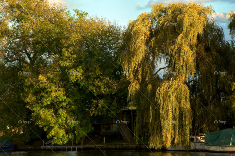 trees autumn river thames by resnikoffdavid