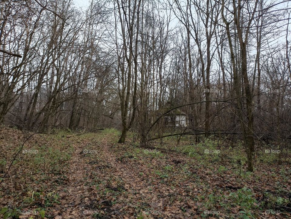 Scary house in the forest