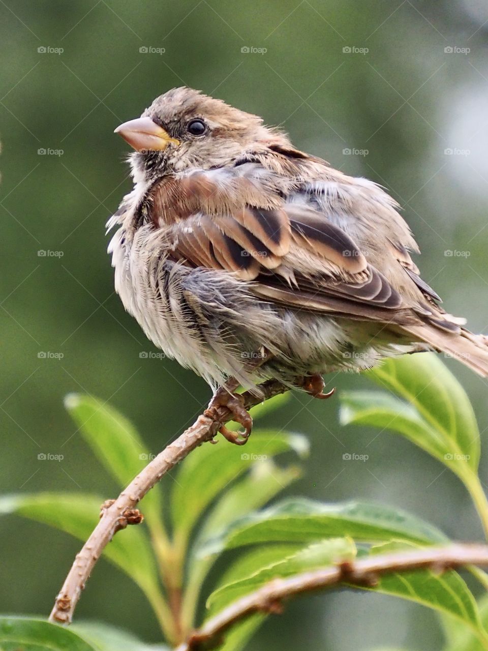 Sparrow