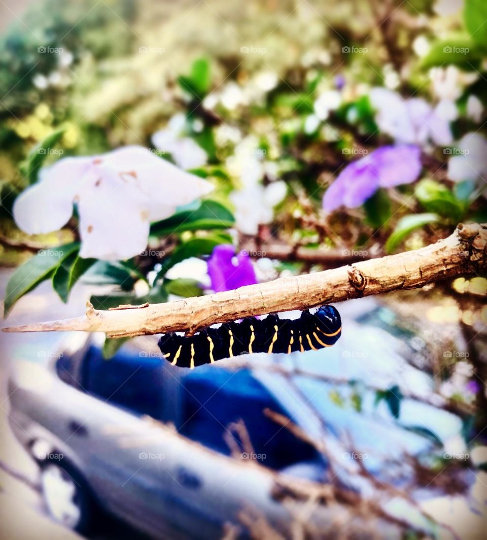 The Caterpillar lady grabbed the branch of the and stayed there. She took over the piece!  Experience nature and its beauty... A dona Lagarta se agarrou no galho dos manacás e ali ficou. Tomou conta do pedaço! Viva a natureza e a sua beleza…