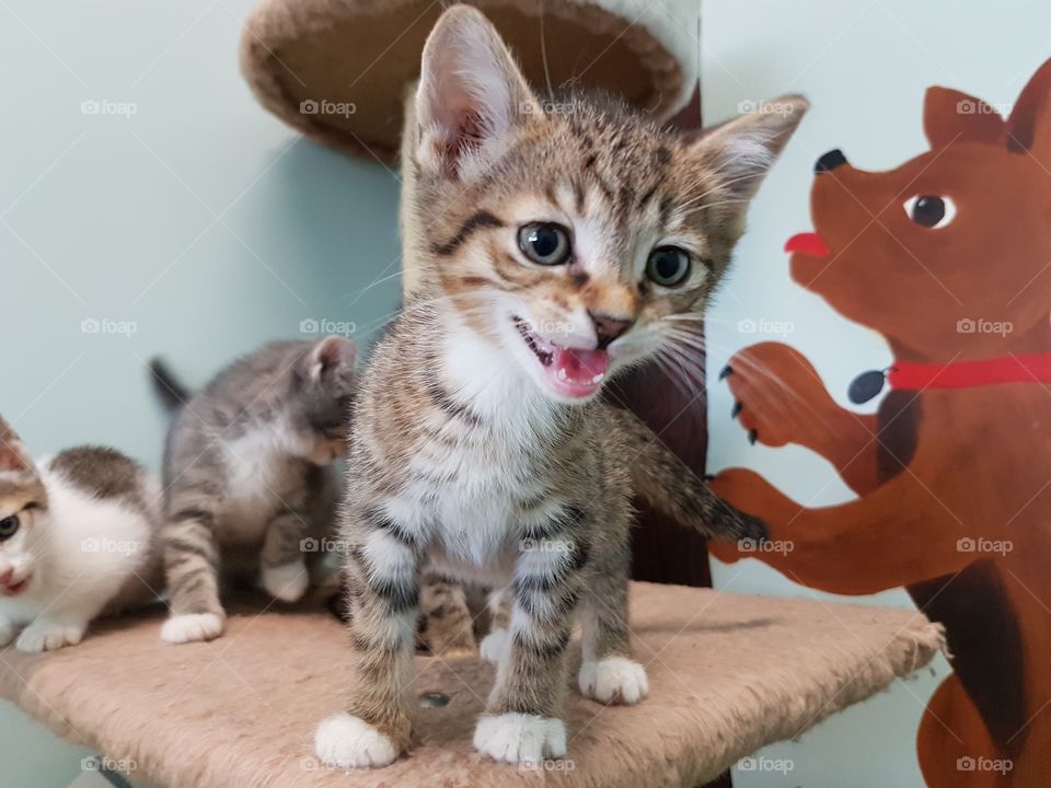 Kitten season