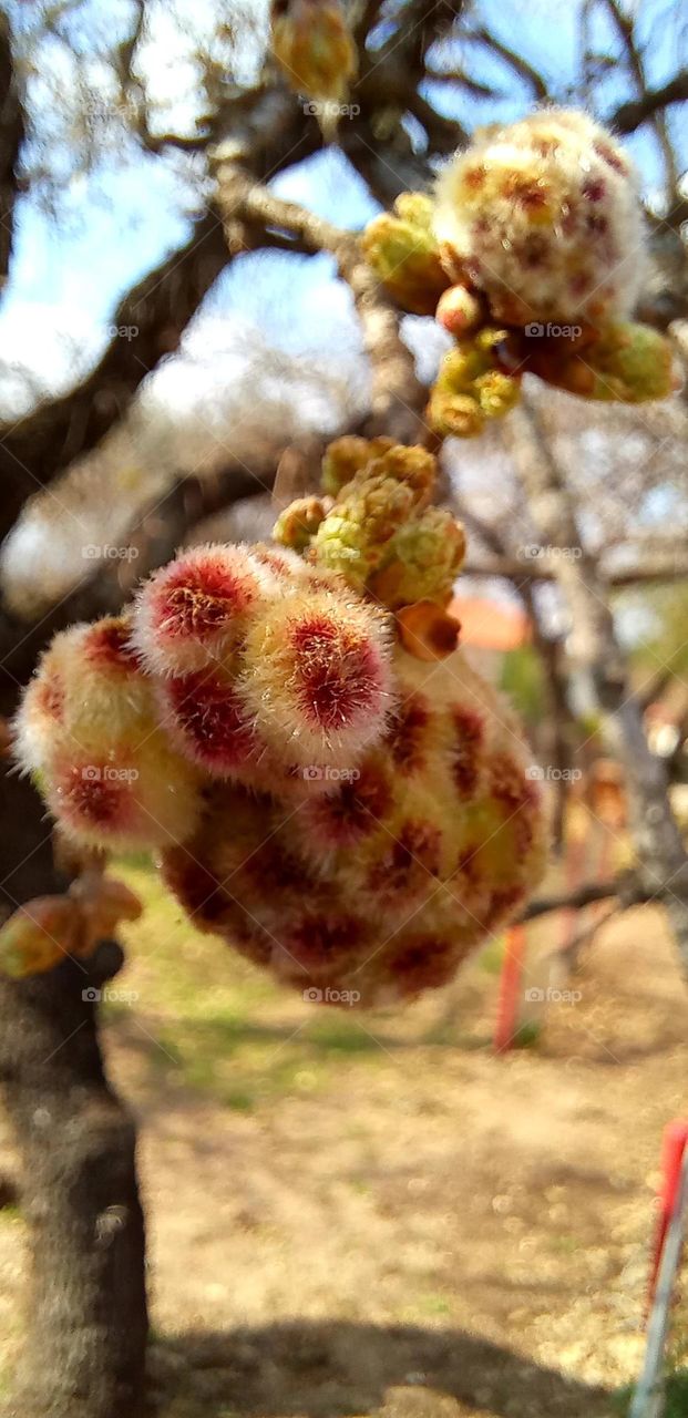 Buds blooming on spring