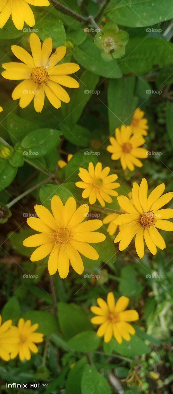 Bunga warna kuning flower color yellow
sederhana saja yang penting berkembang
