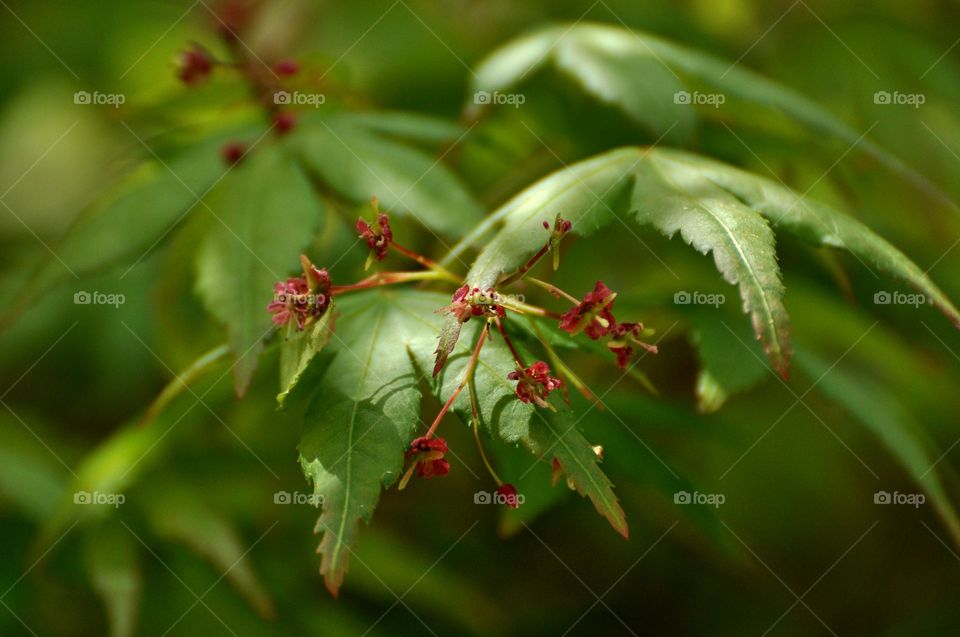 Japanese maple tree