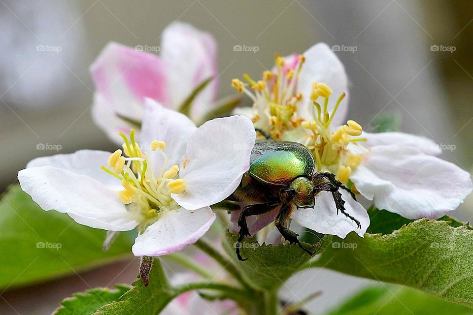 The beauty of spring