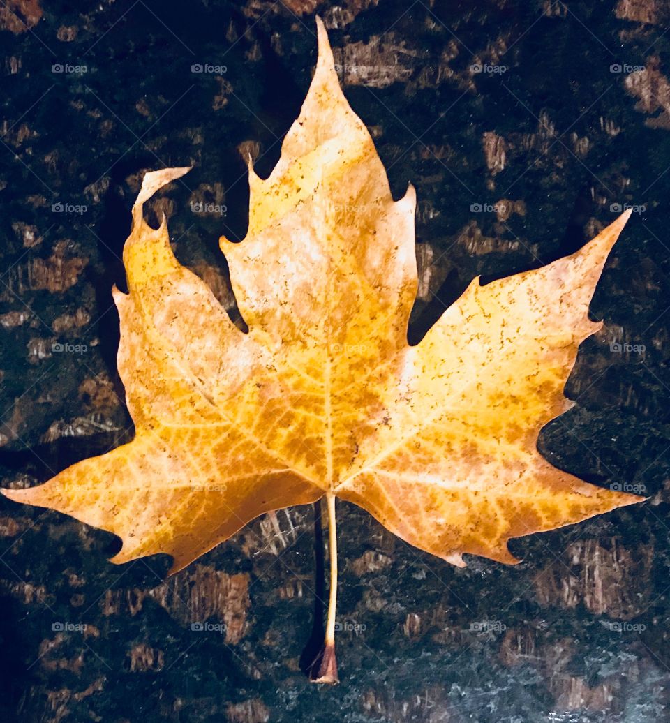 A Beautiful golden leaf on display representing the fall and autumn time season. USA, America 