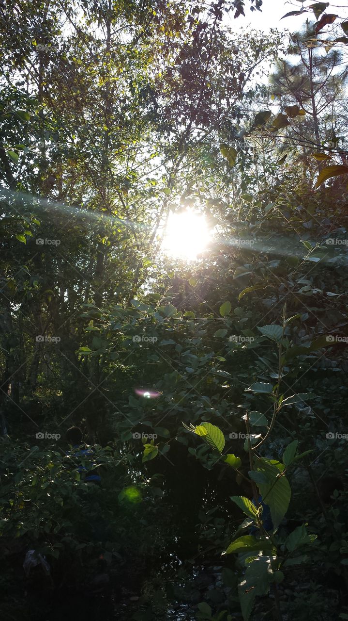 Shine. Sun shining through the trees in the hills of Huehuetenango, Guatemala 