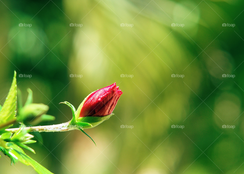 nature flower macro red by javiercorrea15