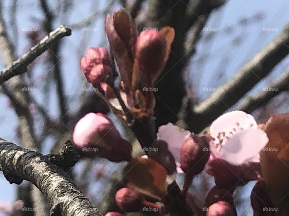 Cherry blossoms buds