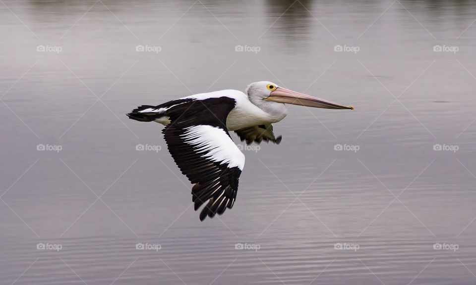 Pelican in flight close to the water