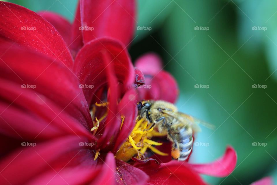 A bee at the flower