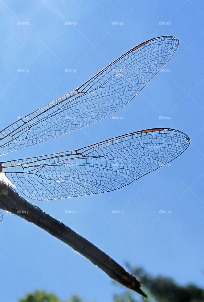 Wings of a Dragonfly great details