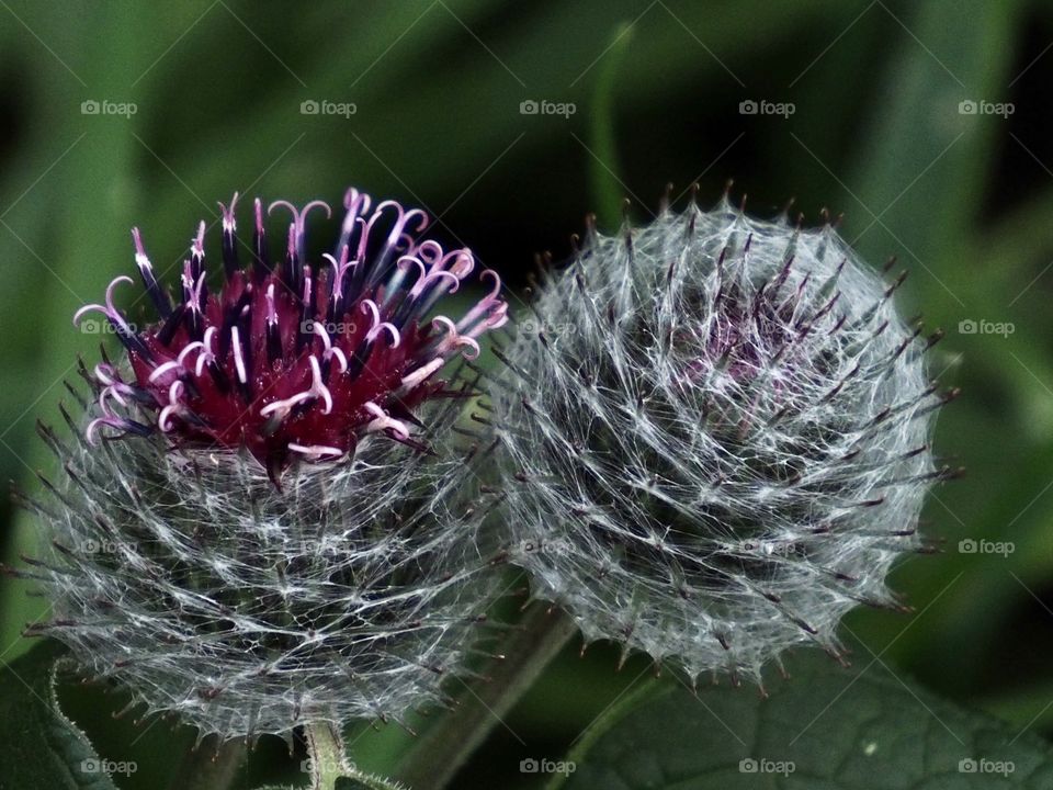 Burdock in bloom
