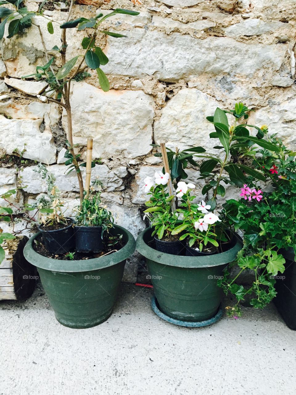 Flora, Flower, Garden, Pot, Leaf