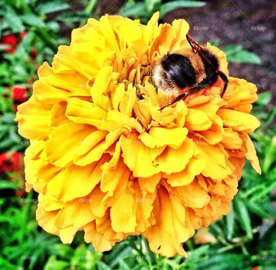 Busy bee