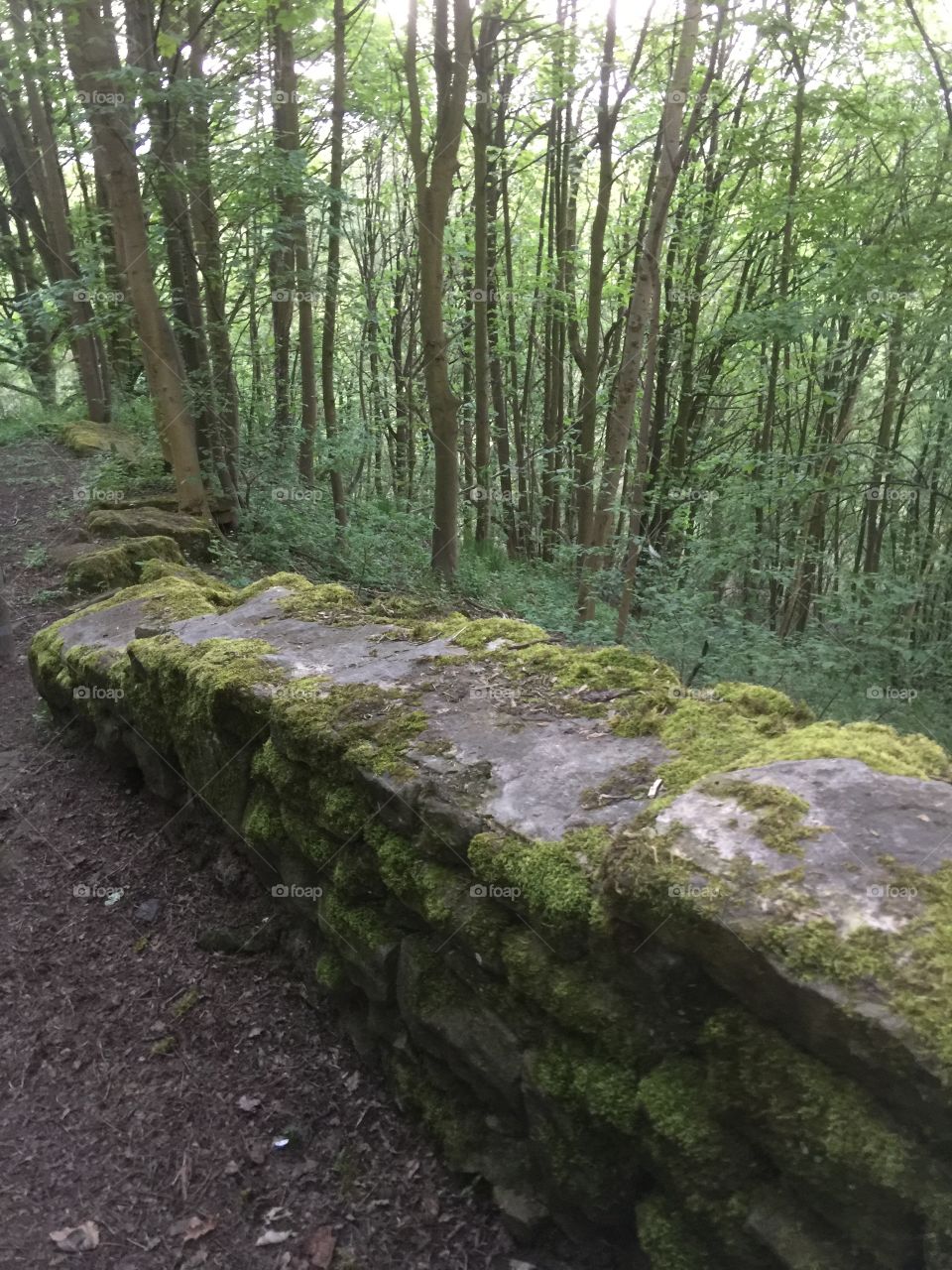Mossy wall in the woods. Summer in England