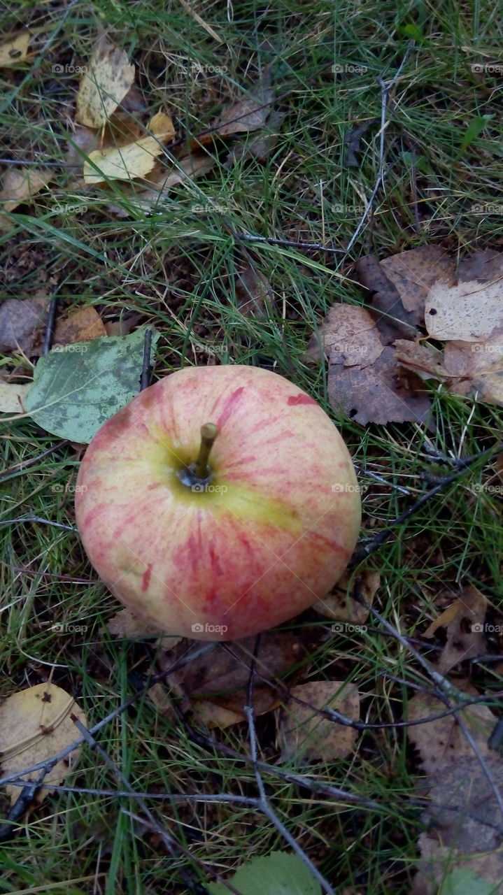 High angle view of apple on grass