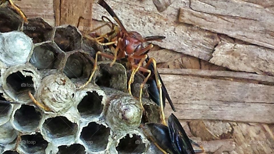 Red wasp guarding nest