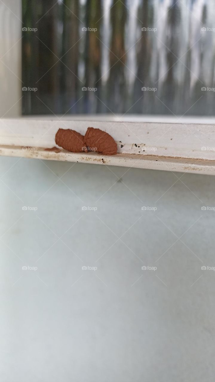 Caterpillar cocoon attached to wood, on the porch of my house.